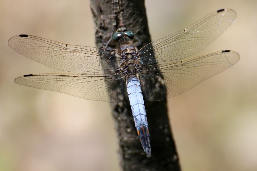 Orthetrum cancellatum?